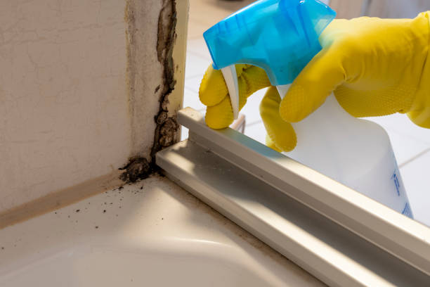 Best Commercial Mold Remediation in Park Hills, MO