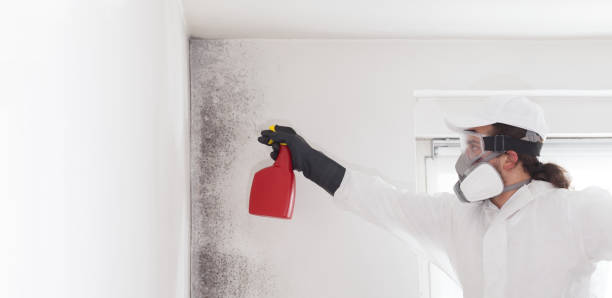 Best Basement Mold Remediation in Park Hills, MO
