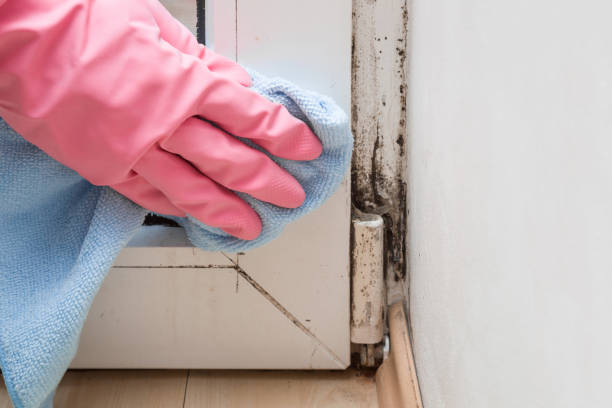 Best Bathroom Mold Remediation in Park Hills, MO